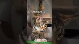 Les animaux sont si purs 💚 animals cat dog love tiktok subscribe viralvideo shorts [upl. by Carr565]