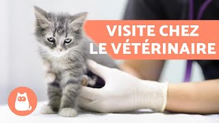 Quand fautil amener son chat chez le vétérinaire   Première visite déparasitage et vaccins [upl. by Anemolif768]