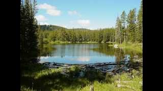 Musique relaxante  Se relaxer  Bruits de la forêt et Chant des oiseaux  Bruits de source [upl. by Sugirdor]