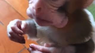 Pocket monkey Huahua also has a big mouth  Funny animal video [upl. by Hootman]