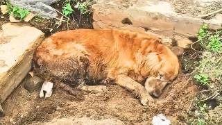 Elderly stray dog who had given up on life found love and happiness in its final three years [upl. by Nosylla]