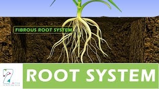 ROOT SYSTEM [upl. by Aihsemot]