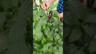 Chilli ka plant agriculture ytshortsindia shorts [upl. by Ahsercal483]