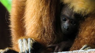 Adorable twodayold Howler Monkey Alouatta sara [upl. by Jourdan965]