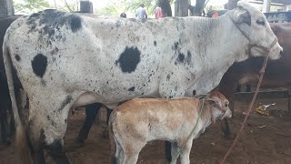 Feira de vaca de leite em canafistula de Frei Damião Al 11112024nordeste [upl. by Iadrahs]