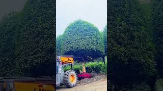 The process of digging ornamental trees by machine [upl. by Immak]