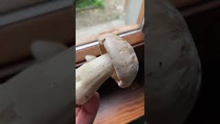 Entoloma sinuatum “il perfido” ❌ Pillole di Micologia Conoscere i funghi Giacomo Jack Isp Micologo [upl. by Eido185]