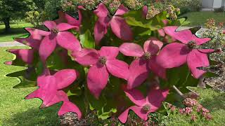 Passion Nature amp Jardin Cornus Kousa Scarlet Fire Pranzac 2023 [upl. by Roinuj303]