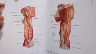 Unboxing Sobotta atlas de anatomía [upl. by Ahsinrats]