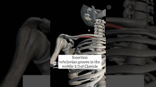 subclavius muscle with origin insertion nerve supply anatomy nervesupply muscle [upl. by Attenaej127]