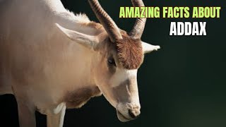 Amazing facts about ADDAX [upl. by Assir173]