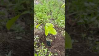 Planting cocoa seeds fruit satisfying [upl. by Agna686]