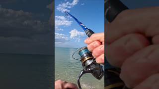 Pesce Serra attacco in diretta  Bluefish Live Strike fishing beach spinning serra [upl. by Cowey399]