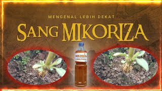 Mengenal Lebih Dekat quot MIKORIZA quot [upl. by Bron]