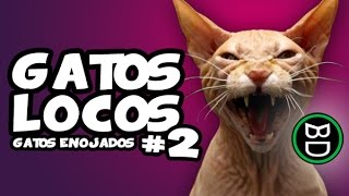 ♡ Gatos Locos 2 ♡  Recopilación de Gatos enojados [upl. by Hgielrebma]