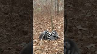 FreeRanging RingTail Lemur Social Grooming [upl. by Solnit]