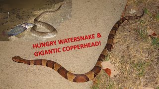 20 Nerodia Night and Gorgeous Copperheads [upl. by Deehahs]