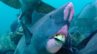 Feeding Humphead Parrotfish  Blue Planet  BBC Earth [upl. by Sekofski]