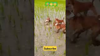 Village Dogs Meeting Fight shorts shortsfeed ytshorts dogfight [upl. by Anilef263]