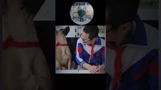 The Smartest Dogs in the World Their Intelligence is Unbelievable [upl. by Swen]