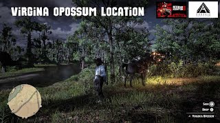 Red Dead Redemption 2 Virginia Opossum Location [upl. by Auehsoj298]