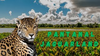 Pantanal Jaguar Safari Brazil Jaguarland [upl. by Atiuqrahc]