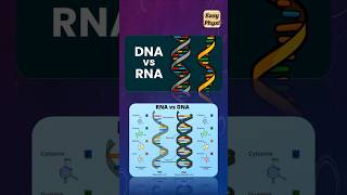 DNA vs RNA Class 10 CBSE shorts [upl. by Marlene]