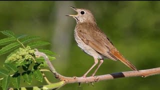 Hermit Thrush Singing [upl. by Neelie]