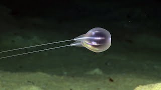 Combing the Deep NOAAs Discovery of a New Ctenophore [upl. by Sevy858]