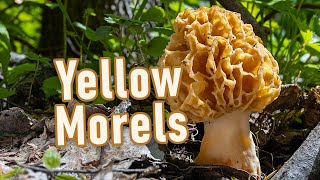 I found giant yellow morels  May 2023  Morel mushroom hunting  Morchella esculenta  MES  Fungi [upl. by Keri]