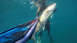 Spearfishing Amberjacks 162225 and 35kg MANOS75O spearfishing amberjack [upl. by Onaivatco]