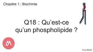 Chapitre 1  Biochimie  Q18  Questce quun phospholipide [upl. by Orelle]