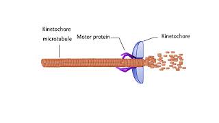 Mechanisms for chromosome movement [upl. by Alyks266]