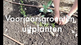 Inis Moestuin 180Voorjaarsgroenten uitplanten erwten peulen spinazie sla kool EN aardbeien [upl. by Eeroc]