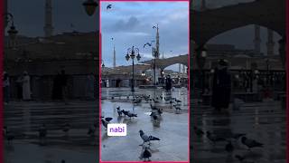 Ya Habibi Ya Rasool rasoolallah trending video youtubeshorts [upl. by Lada]