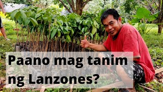 Paano ba tamang paraan ng pagtatanim ng Lanzones Ilang taon bago mamunga [upl. by Dorin]