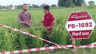 Agrostar company ka 1692 paddy seed agrostar farming viralvideo [upl. by Ecyt]