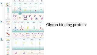 Glycan binding proteins GBP Specificity and Location Code 527 [upl. by Notgnirrab]