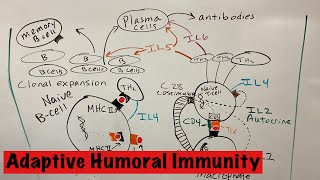 Adaptive immunity humoral response [upl. by Mahmud]