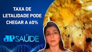 Agência FAPESP Proteína no carrapato pode ser alvo para vacina contra febre maculosa  JP SAÚDE [upl. by Atiekan]