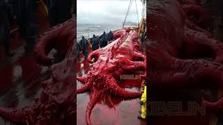 Giant Deep Sea Creature Caught by Fishermen🐙🦑🦀deepseafishing fishingexploration giantseacreature [upl. by Hynda]