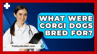 What Were Corgi Dogs Bred For  PetGuide360com [upl. by Nhguaved208]