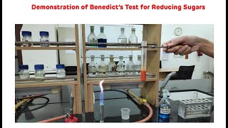 Benedicts Test for Reducing Sugars  Benedicts Test for Carbohydrate  Biochemistry Practical [upl. by Mallina]