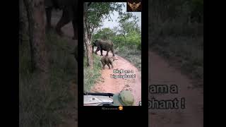 2months elephant atracity elephant elephantvideo elephantlove animals shorts [upl. by Hanaj]