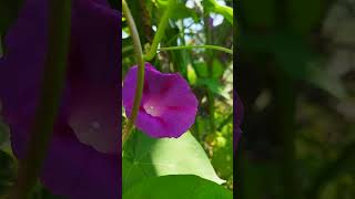 ipomoea purpurea flowers 🌸 nature [upl. by Aristotle]