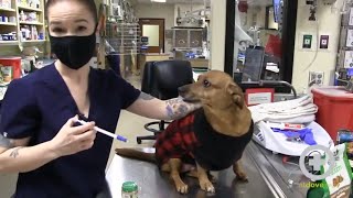 How to Give Oral Medication to Your Dog at Home [upl. by Sidoney900]