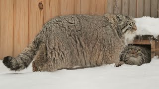 Pallass cats are flirting during breeding season [upl. by Ilarin153]