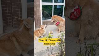 🐕Tobo और Tommy की Friendship  mini wood toy  woodworking art skills  hand crafts shorts [upl. by Placido]