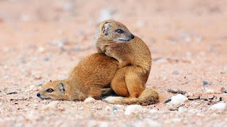 Aggressive Rituals of Mongooses for Females [upl. by Lanita]