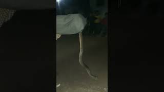 Largest Checkered keelback snake snakesaver ytshorts snakeresque savesnake watersnake [upl. by Cruce]